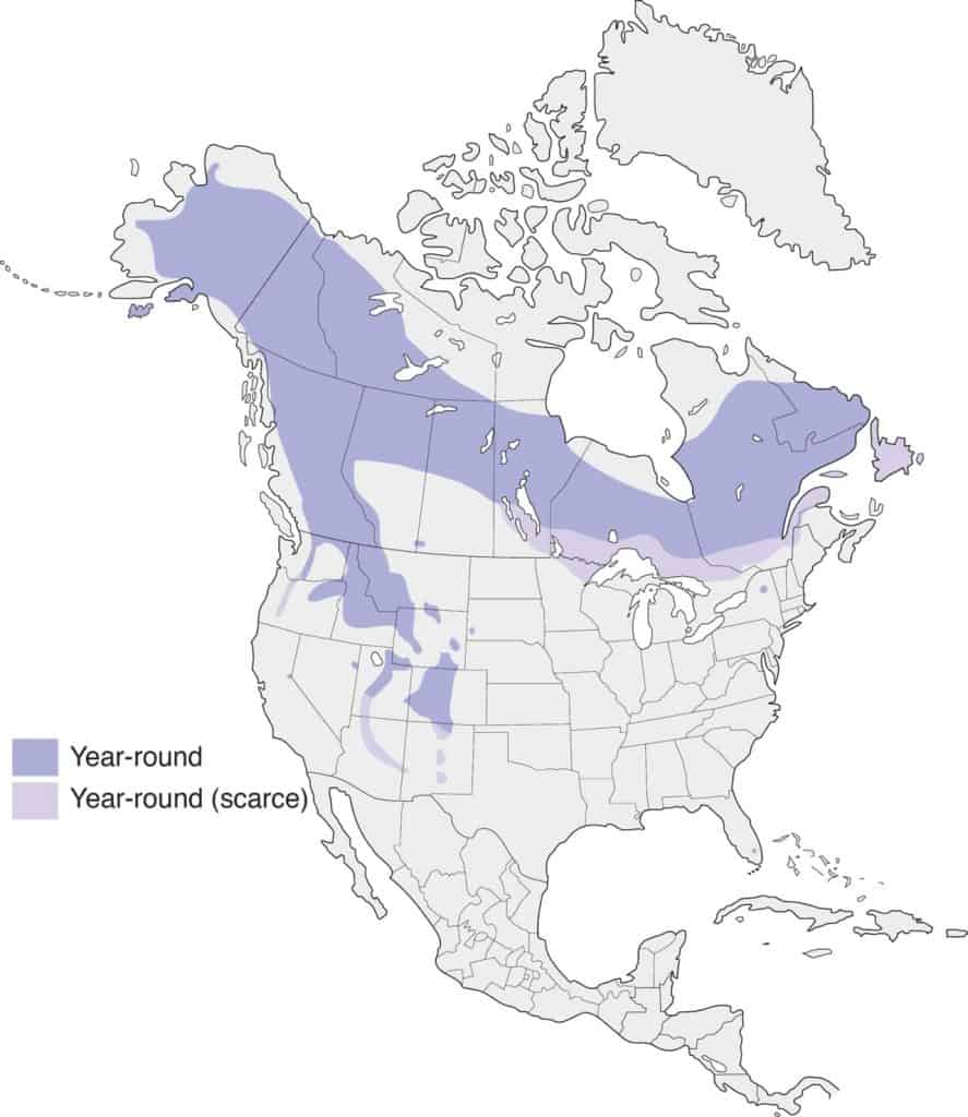 American Three-Toed Woodpecker range map.