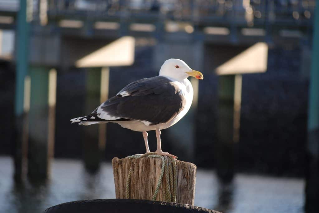 Great black-backed gull perched on a post