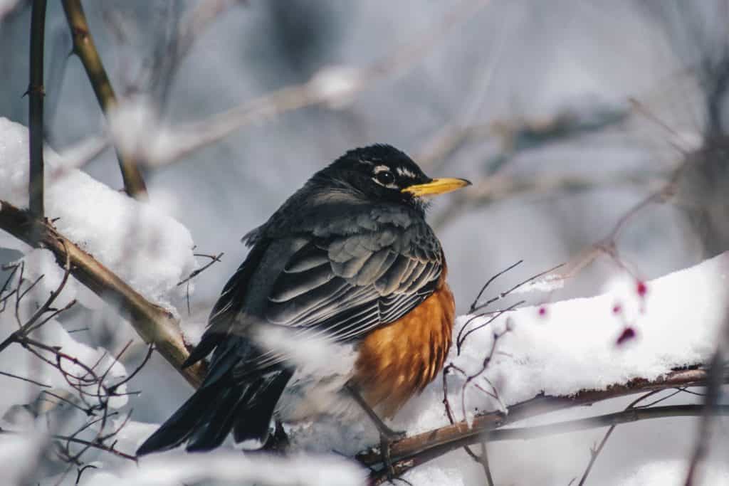 american robin perched on snowy branch in winter