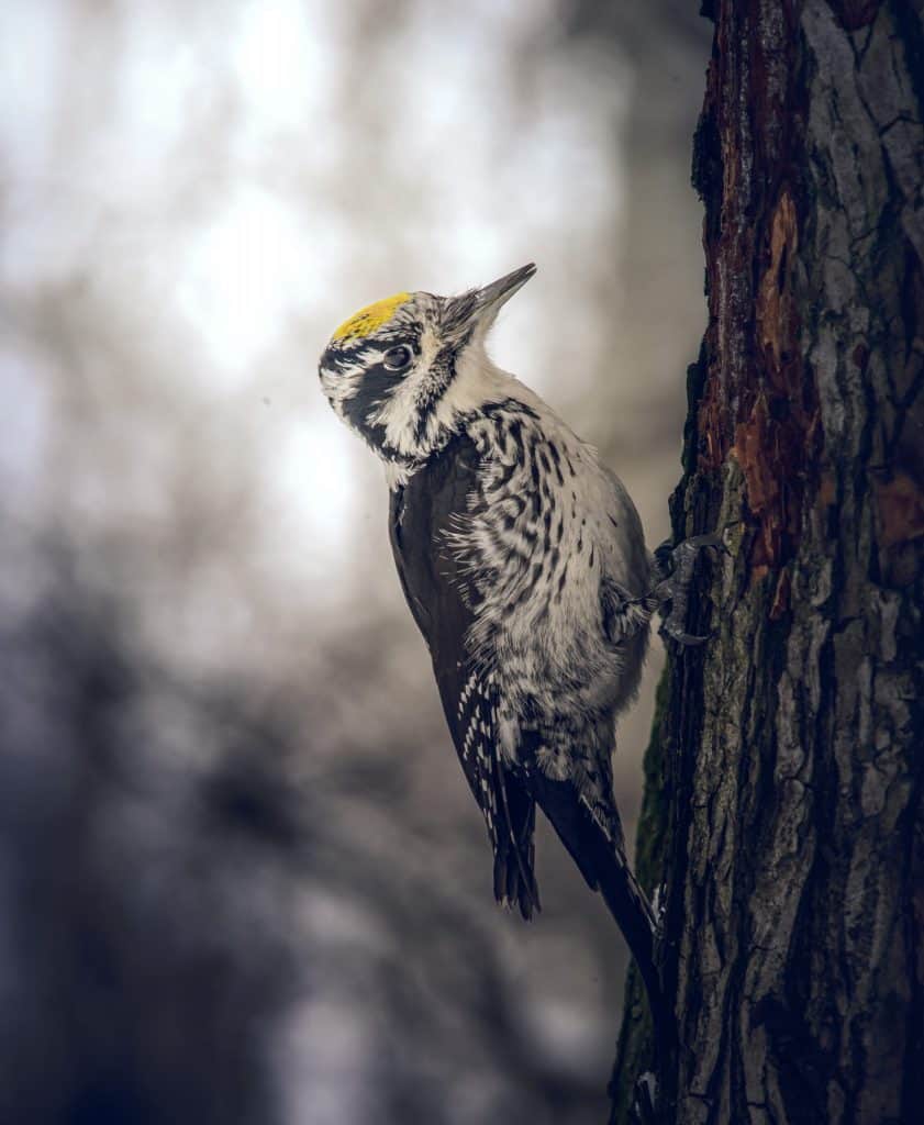 American three-toed woodpecker climbing up a tree