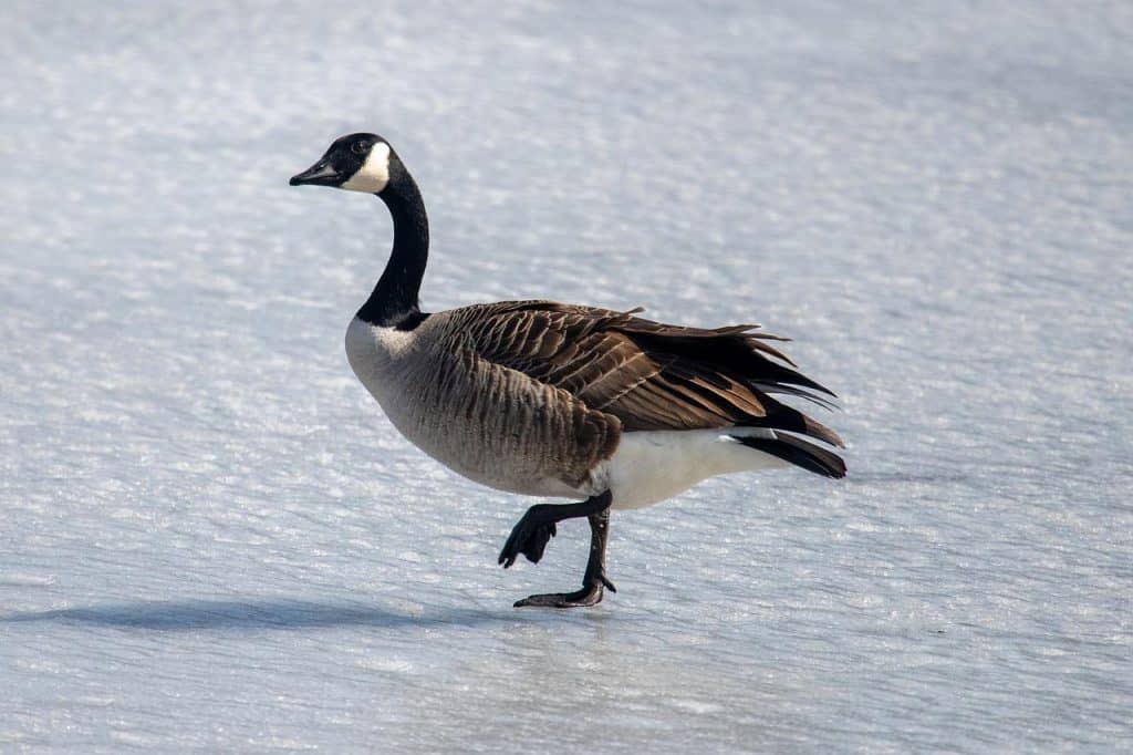 Canada goose walking through the snow