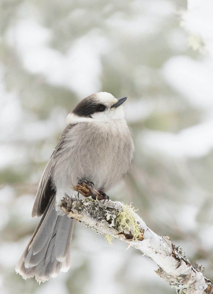 canada gray jay perched on a branch in winter