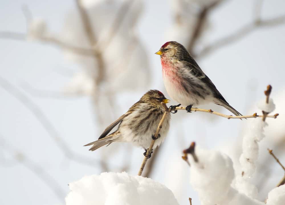 male and female common redpolls perched on snowy branch in winter
