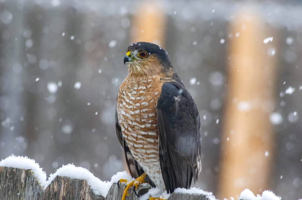 cooper's hawk on a branch with snow falling in winter