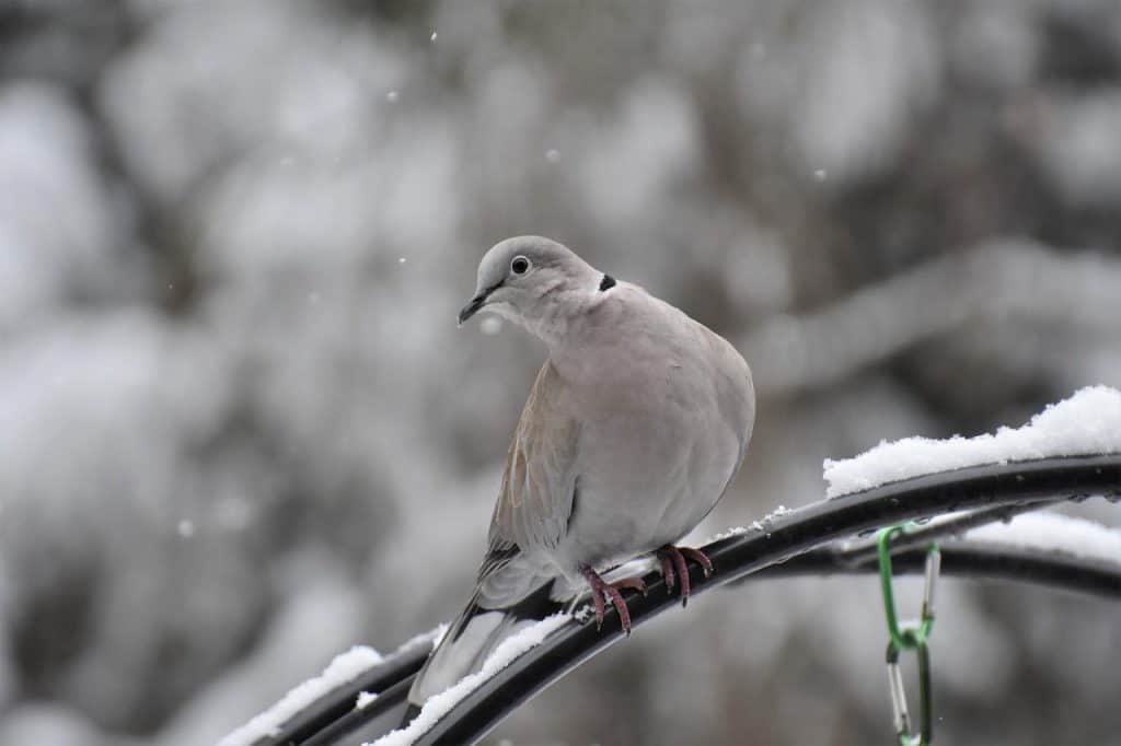 eurasian collared dove perched on a snowy branch in winter