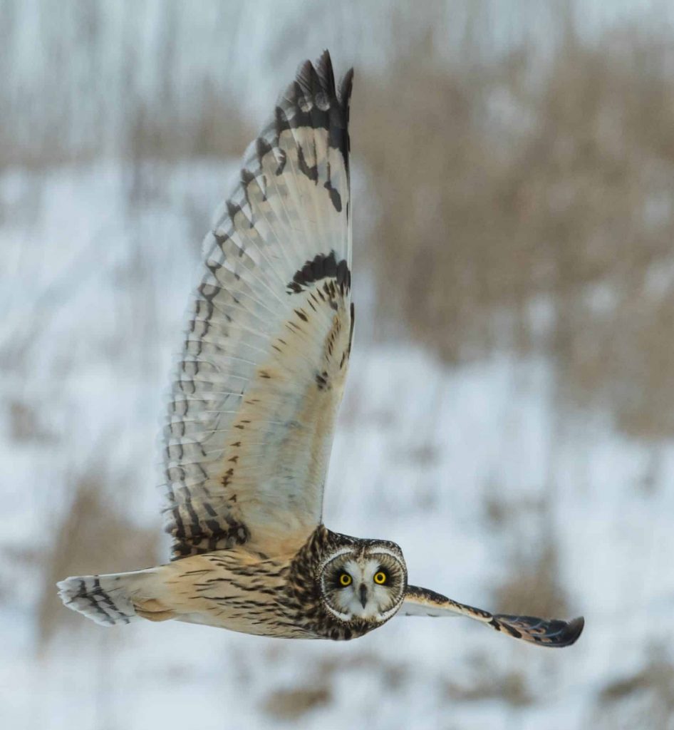 Great horned owl flying in winter