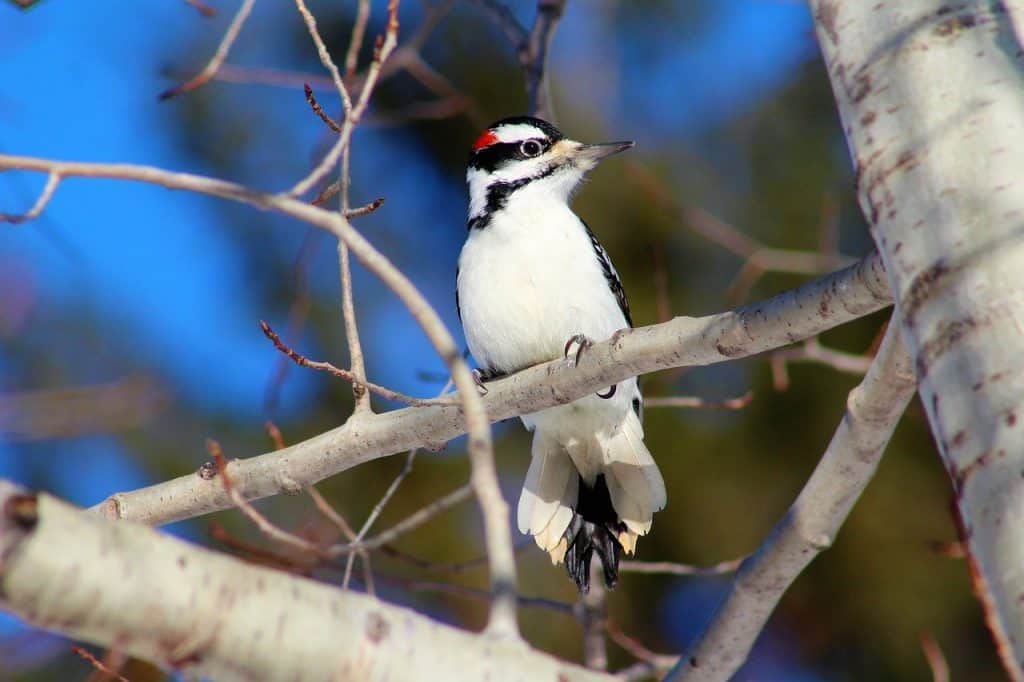 Male hairy woodpecker perched on branch in winter