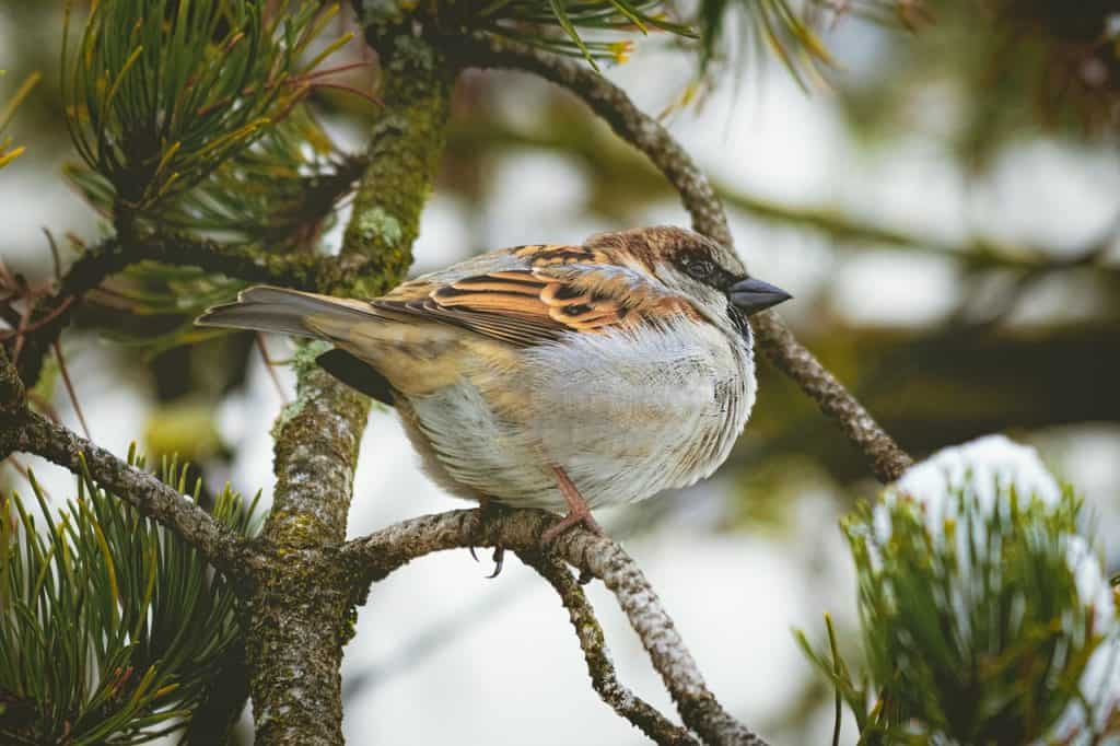 Male house sparrow in winter on a pine branch