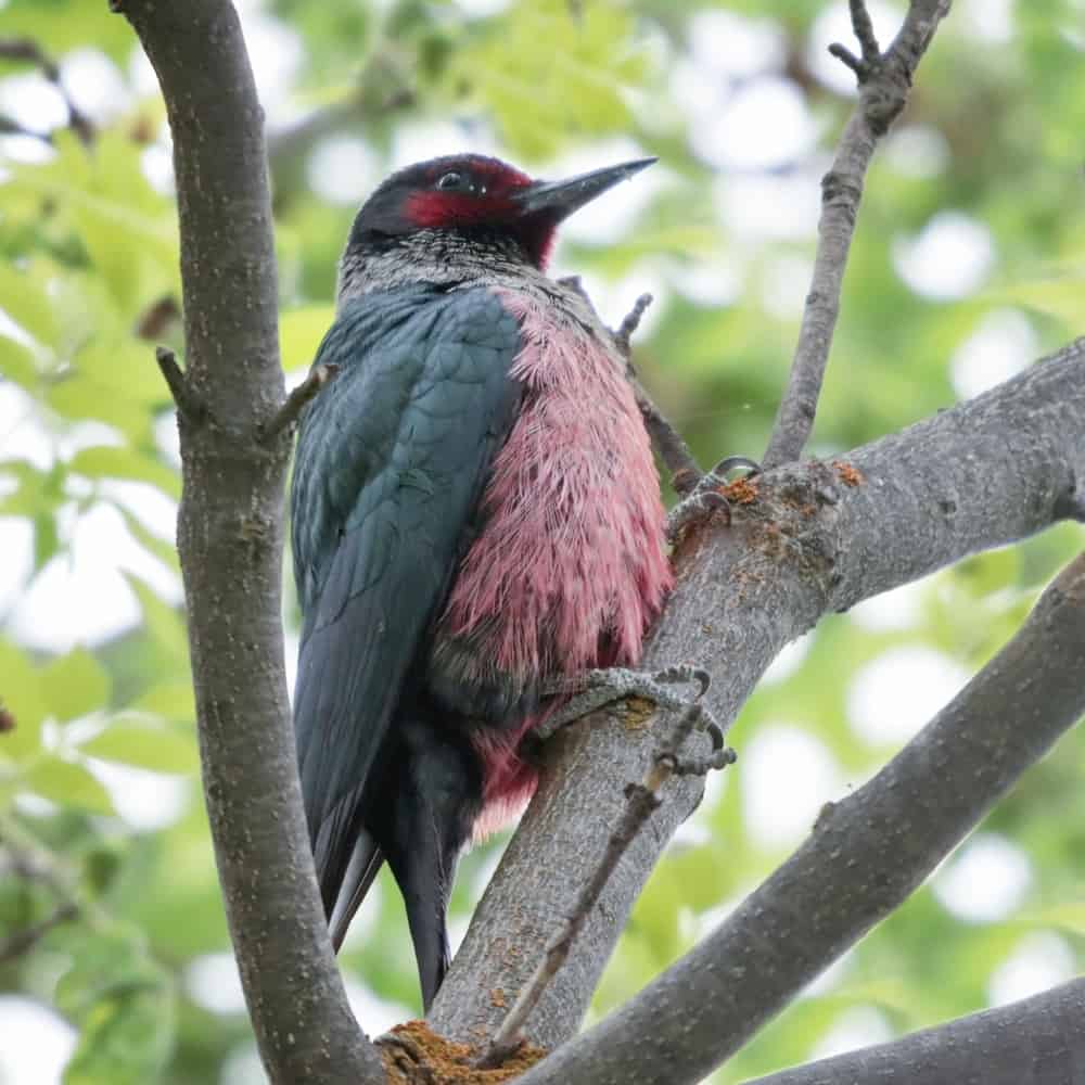 lewis's woodpecker in a tree