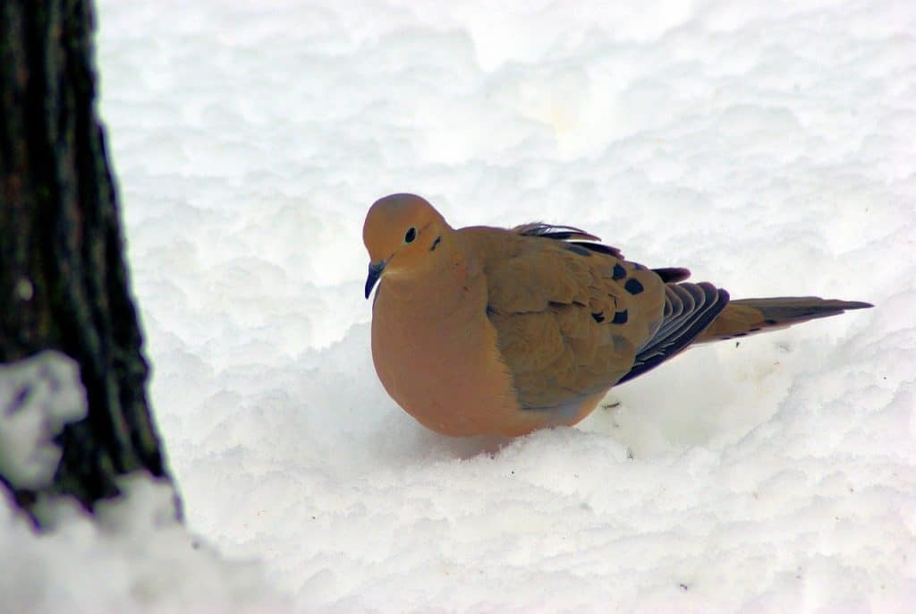 mourning dove Indiana winter bird