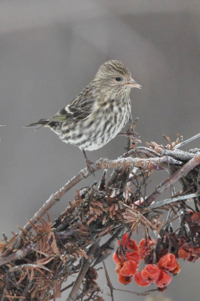 pine siskin perched on a branch with berries in winter