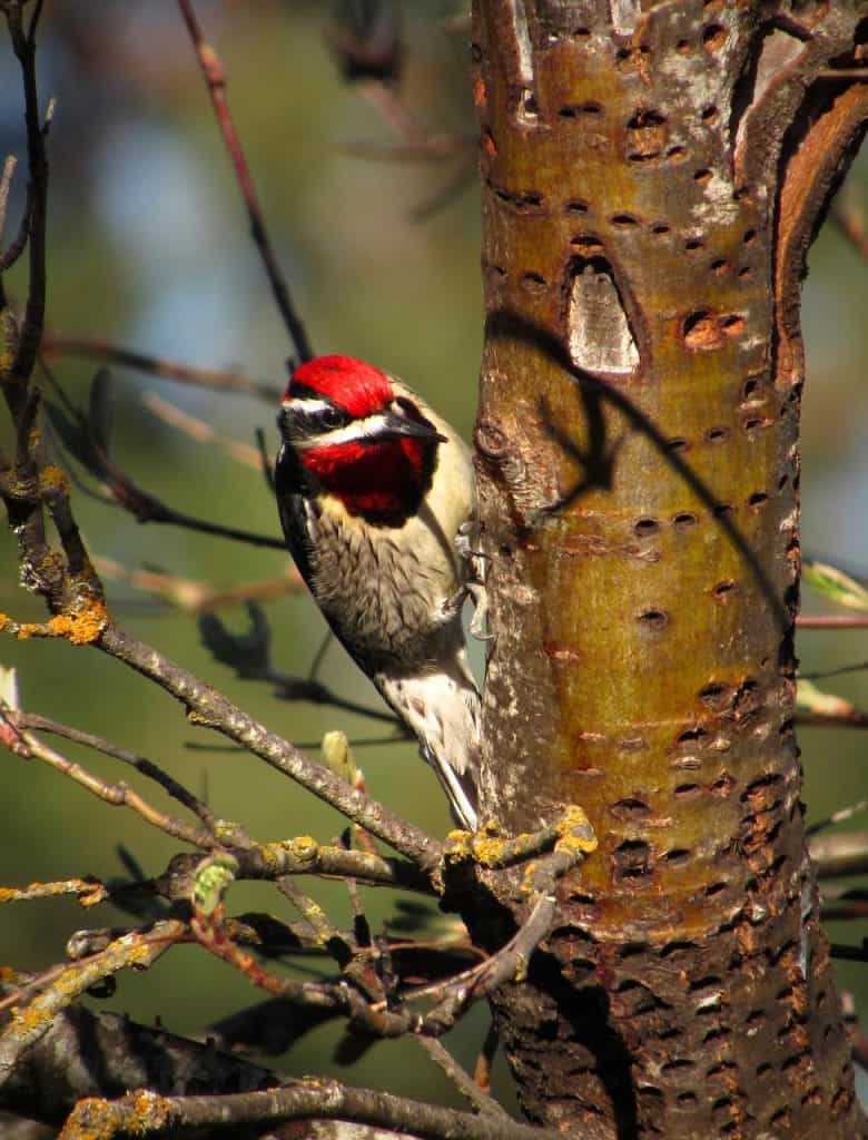 red-naped sapsucker woodpecker perched on a tree