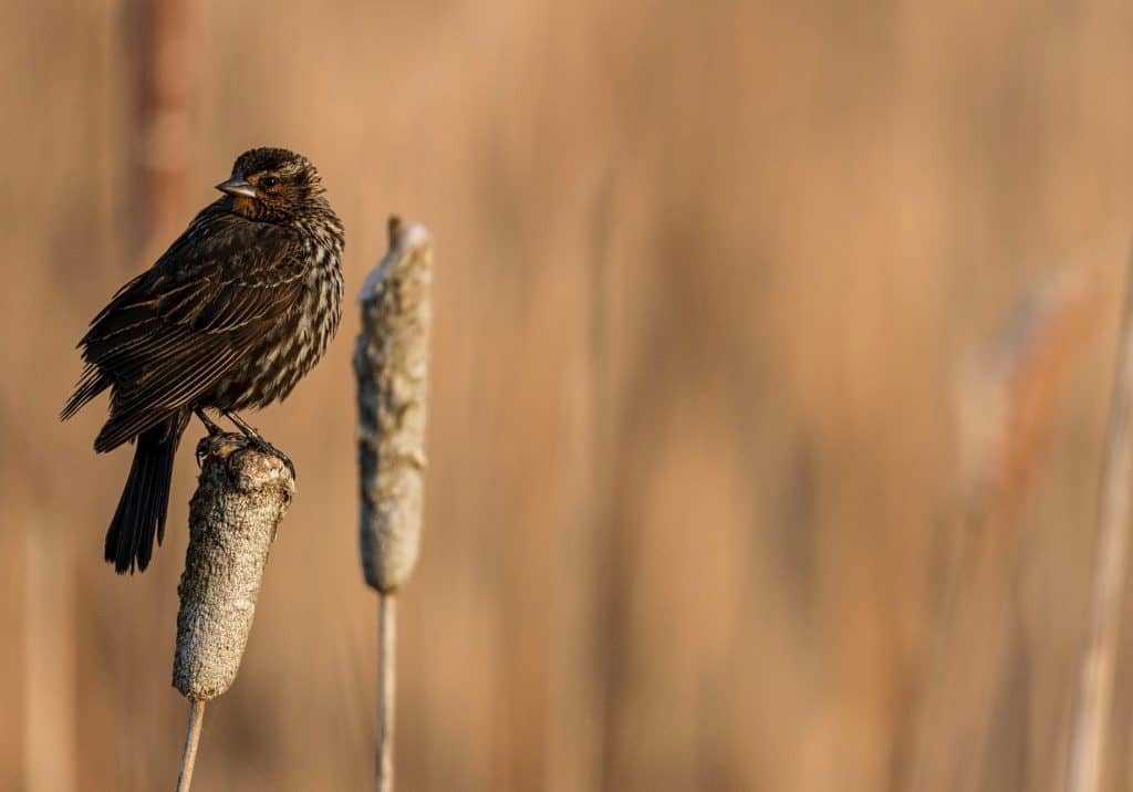 female red winged blackbird perched on a cattail