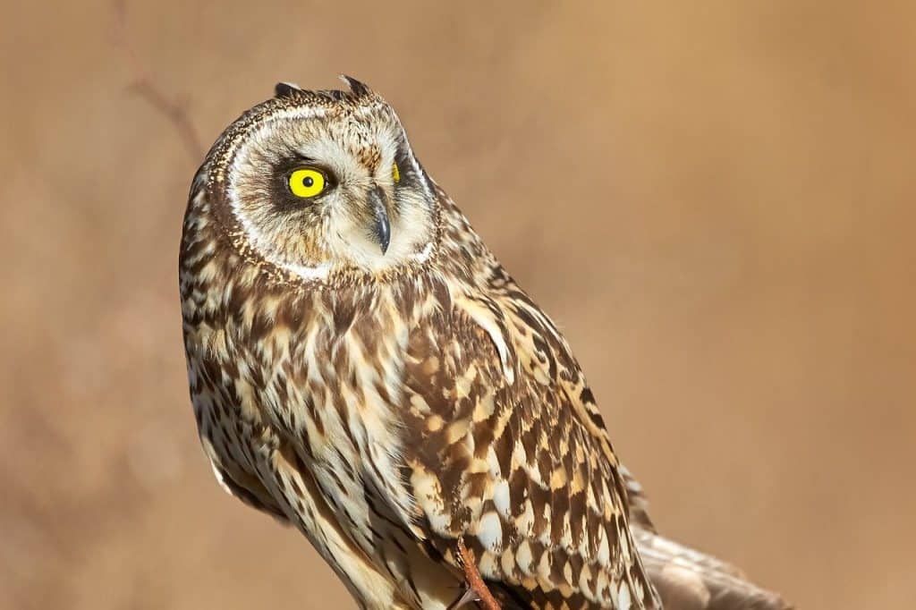 short eared owl