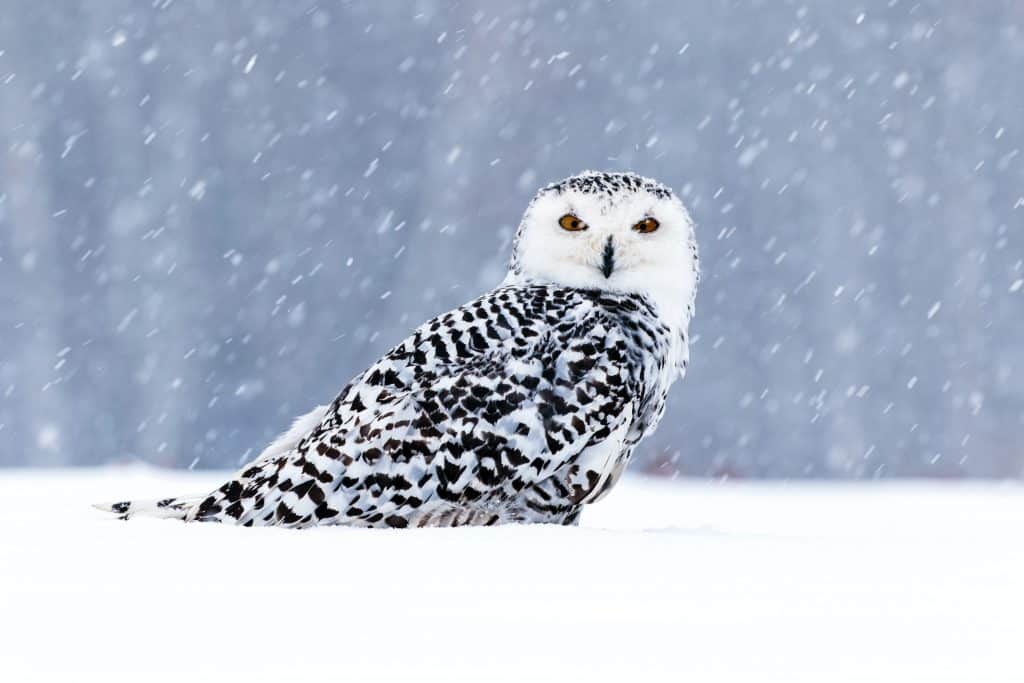 a snowy owl on snow in winter