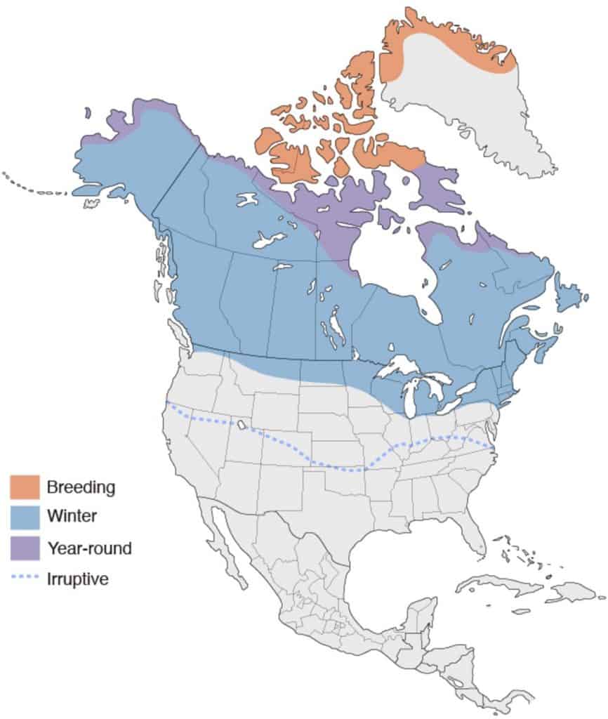 Snowy owl range map. 