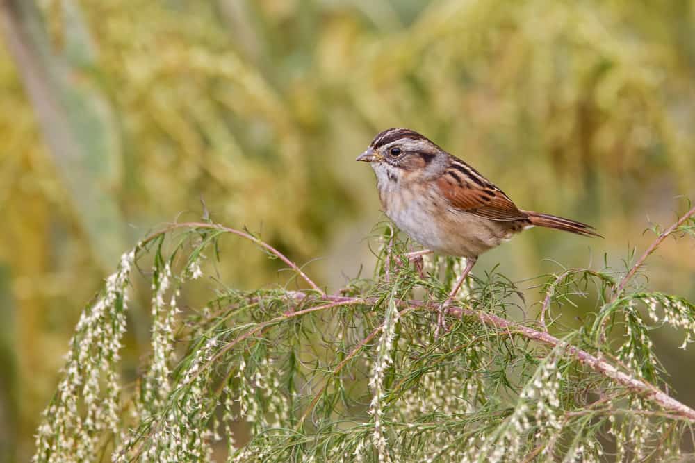 Swamp sparrow perched on small branch with soft golden background.