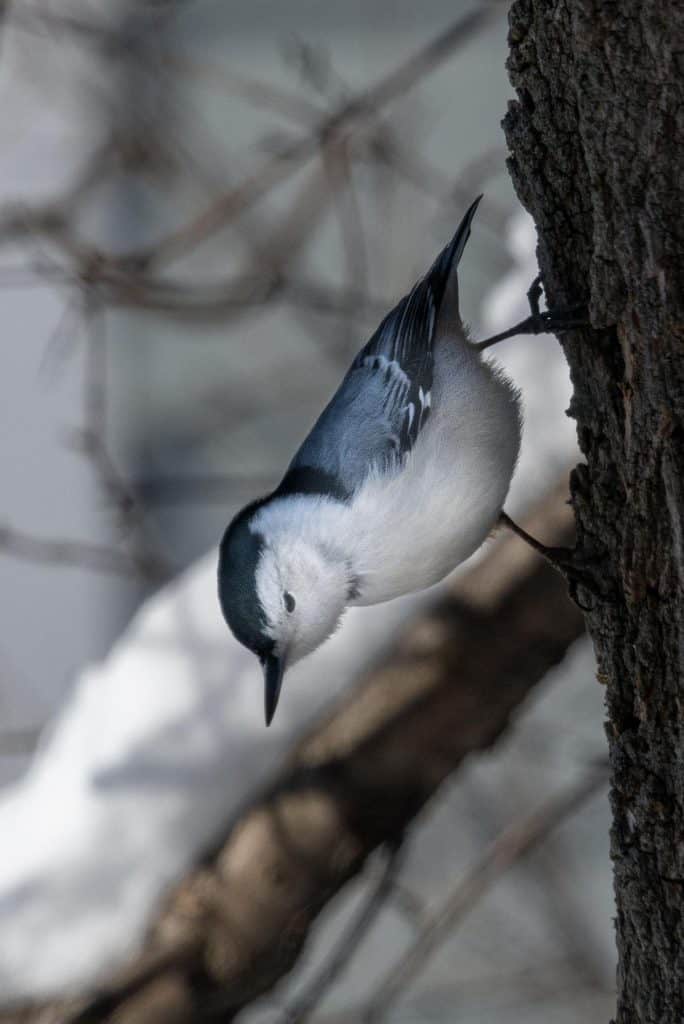 white-breasted nuthatch Ohio winter bird
