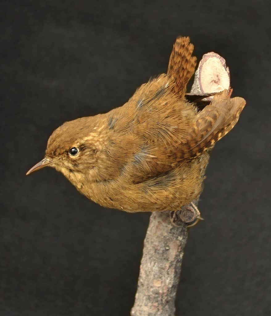 winter wren perched on a branch