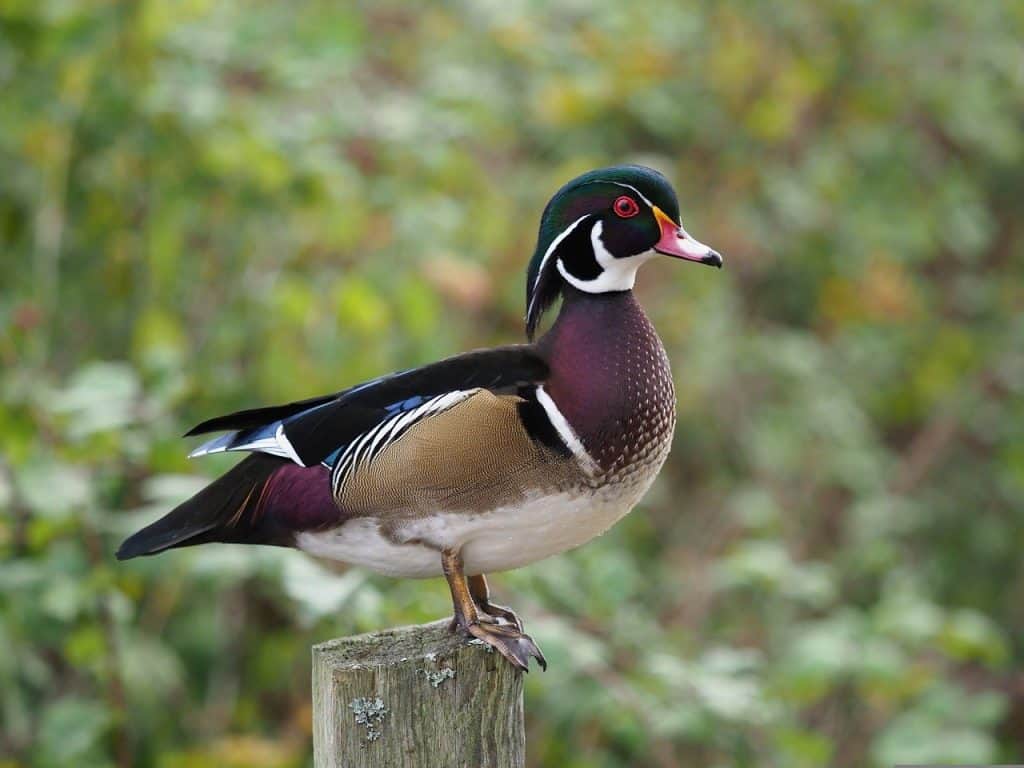 wood duck perched on a fence post