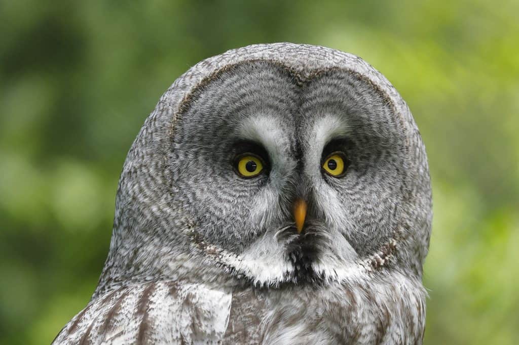 great gray owl 