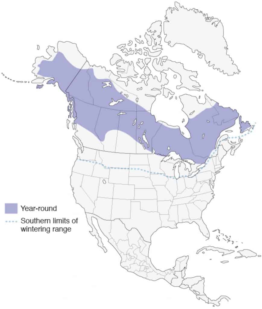 Northern hawk owl range map. 
