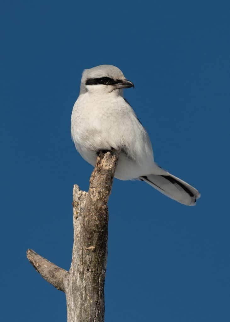 Northern shrike perched on the top of a tree
