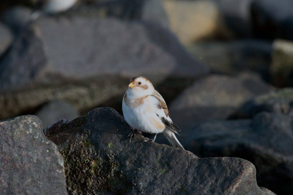 snow bunting perched on a rock