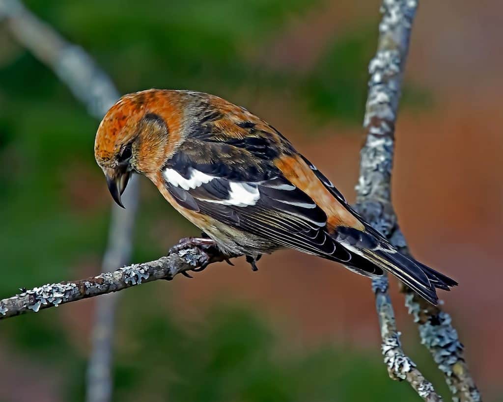 White-winged crossbill  perched on a branch