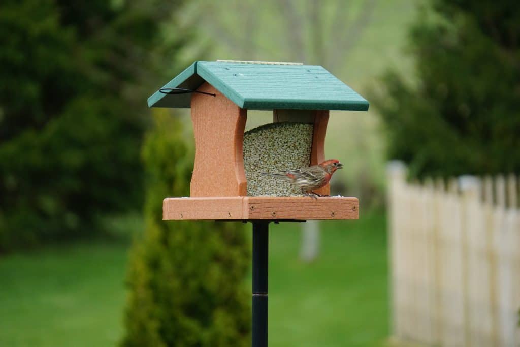 attract birds with a hopper bird feeder