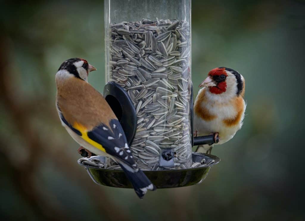 attract birds with a tube feeder filled with striped sunflower seed