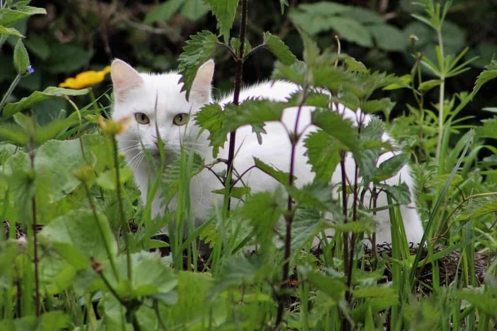 domestic cat hunting wild birds in tall grass