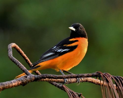 13 Expert Tips to Attract Baltimore Orioles to Your Yard