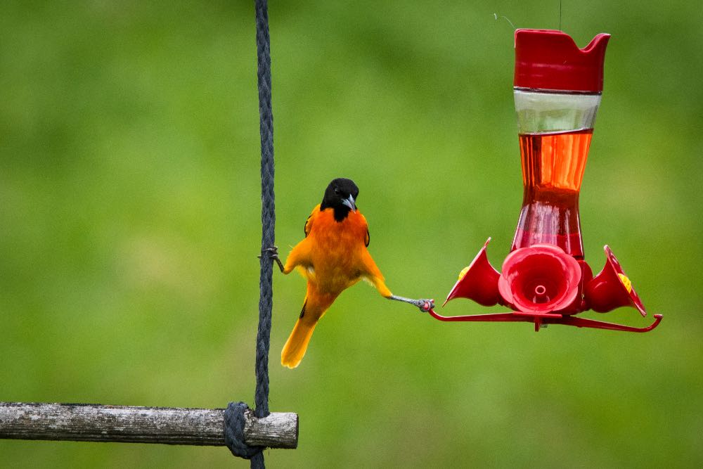 Baltimore oriole doing the splits between perch and feeder