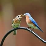 Eastern bluebird couple sharing a snack.