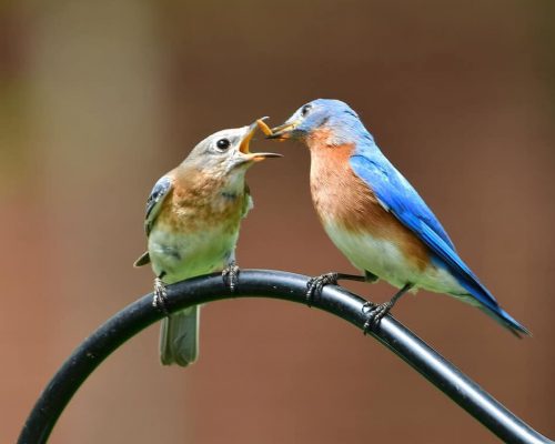 Blue-Colored Birds in Vermont