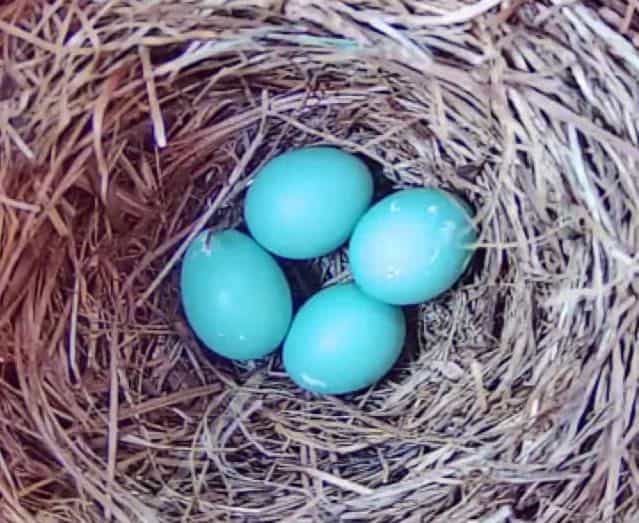 Eastern bluebird eggs.