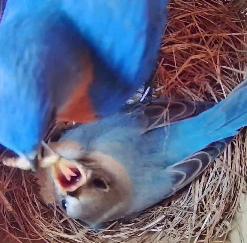 Eastern bluebird being fed by parent.