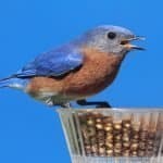 eastern bluebird eating mealworms