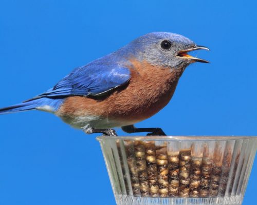 The Bluebird Diet – Natural and Feeder Foods They Eat