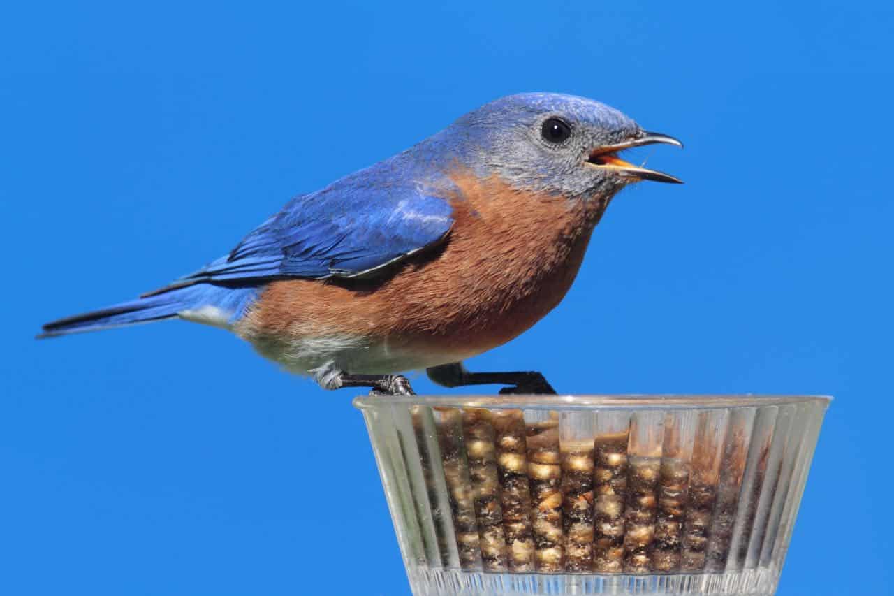 eastern bluebird eating mealworms