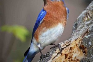 Bluebird Meanings & Symbolism: The Absolute Guide For Understanding Bluebirds
