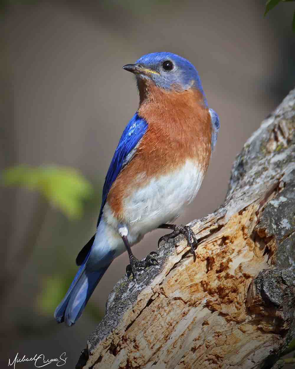 Bluebird Meanings & Symbolism: The Absolute Guide For Understanding  Bluebirds