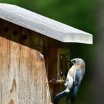 Eastern bluebird peering in the nest box hole.