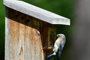 Bluebird House Placement – It Only Matters if You Want them to Use It