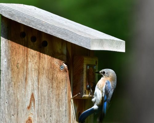Bluebird House Placement Only Matters if You Want them to Use It
