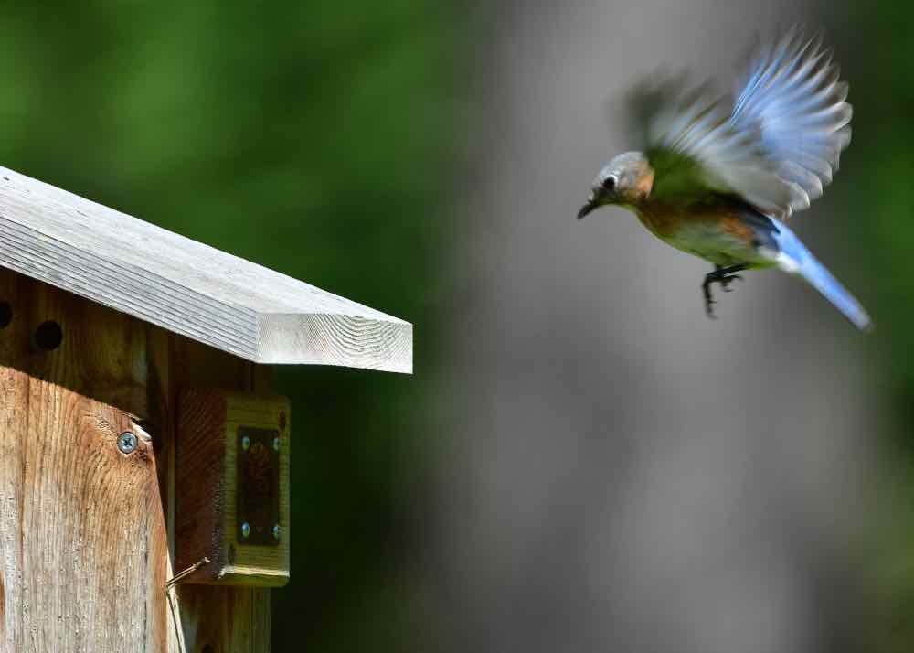 Eastern bluebird approaching landing on birdhouse
