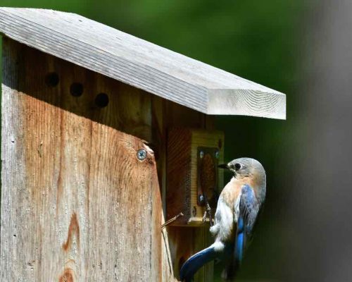 9 Field-Tested Ways to Attract Bluebirds (Eastern) to Your Yard