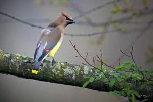 3 Secrets to Attract Cedar Waxwings to Your Yard