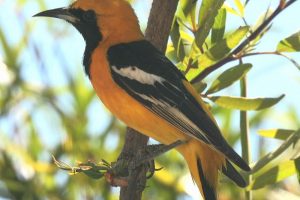 The Ultimate Guide To Oriole Bird Symbolism & Meaning